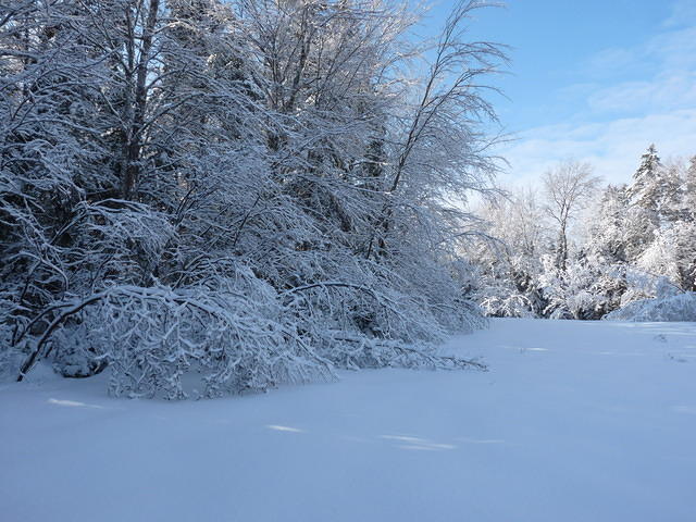 Boughs Bow