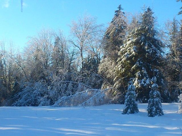 Winter Sun