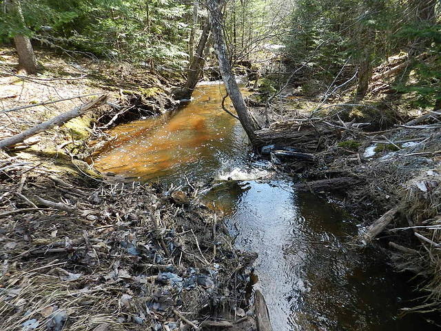 Dismayed Beavers