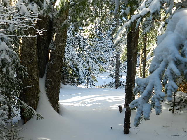 Winter Trail
