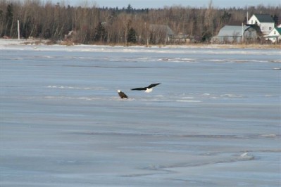 EaglePair