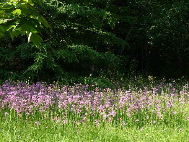 Ragged Robin