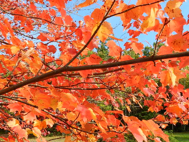 Late October Leaves