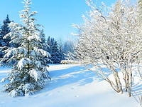 Snow Decorates