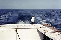 Seagull on Break