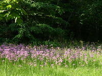 Ragged Robin