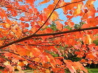 Late October Leaves