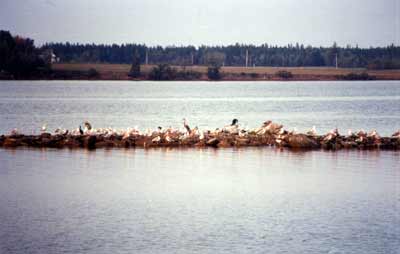 Wallace Bay, Birds on spit