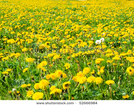 Field of Dandelions